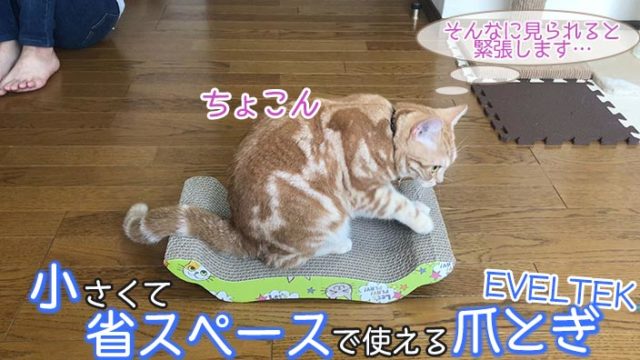 【EVELTEK 爪とぎ レビュー】省スペースで使えてコスパがいい猫の爪とぎ【動画あり】