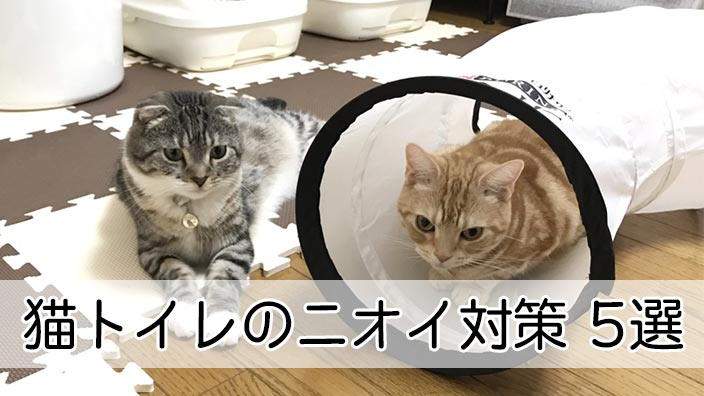 【猫トイレの臭いが気になる人へ】解決！猫トイレの臭い対策5選
