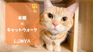 LOWYA(ロウヤ)キャットウォーク付き本棚で楽しそうに遊ぶ猫