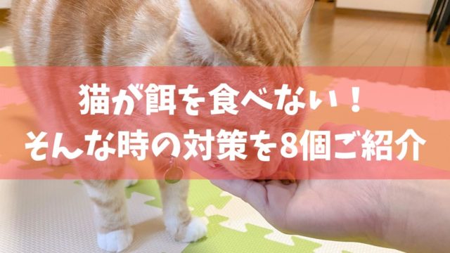 実は魚も 猫に食べさせてはいけない危険な食べ物13選 人間の食べ物はあげちゃだめ ねここもり