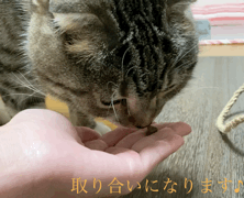 猫たちが美味しそうにグランツを食べるGIF動画-2