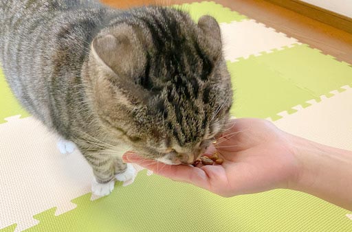 手のひらから猫に直接キャットフードを食べさせる写真