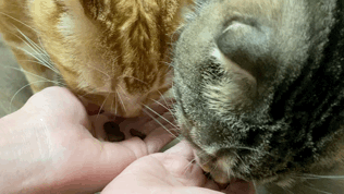 ジャガーキャットフードを美味しそうに食べる2匹の猫のGIF動画