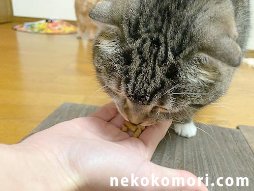 キャットフードレガリエを美味しそうに食べる猫の写真