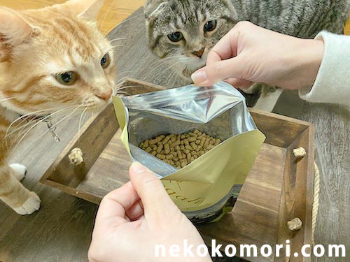 レガリエの匂いにつられてよってきた猫たちの写真