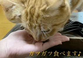 猫たちが美味しそうにグランツを食べるGIF動画-1
