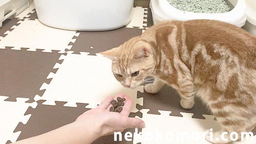 ジャガーキャットフードを警戒して初日は食べない猫