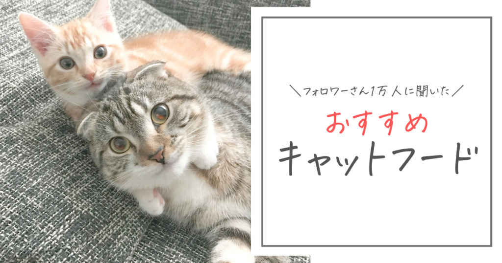 【1万人】おすすめキャットフード人気ランキング5選|安全で食いつき抜群な猫の餌がみつかる